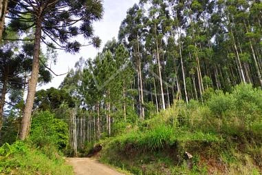 Fazenda em Riozinho